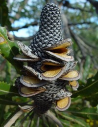 เด็กร่านของท่านประธาน